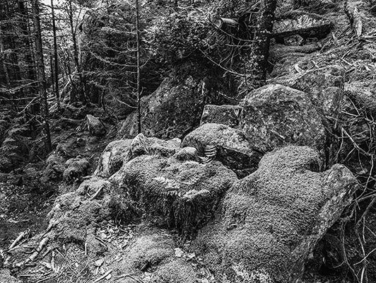 Maine woods black and white photo